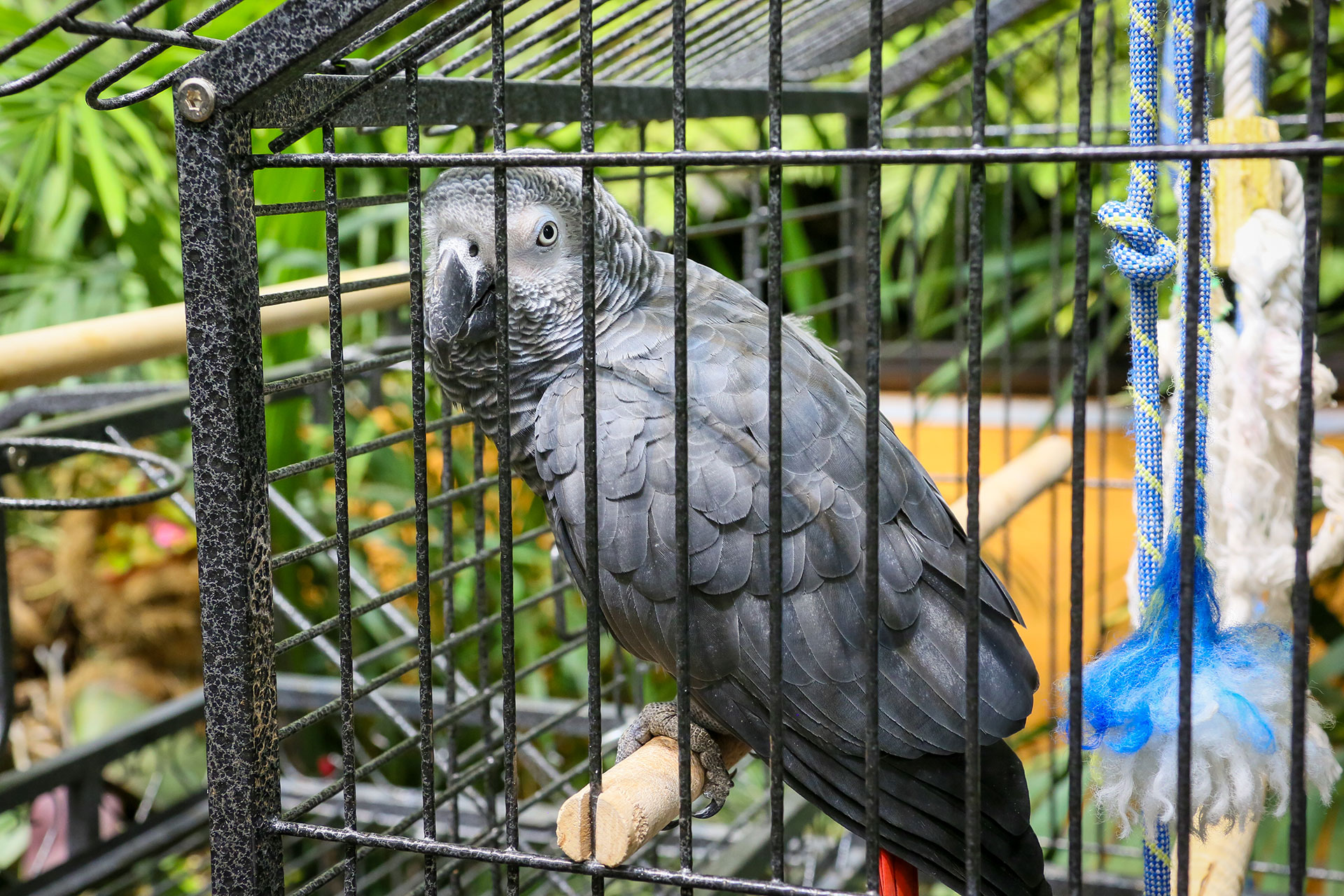 Попугай Кокос