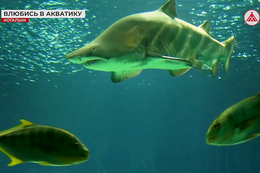 Когалымский океанариум объявляет конкурс видеороликов «Влюбись в «Акватику»