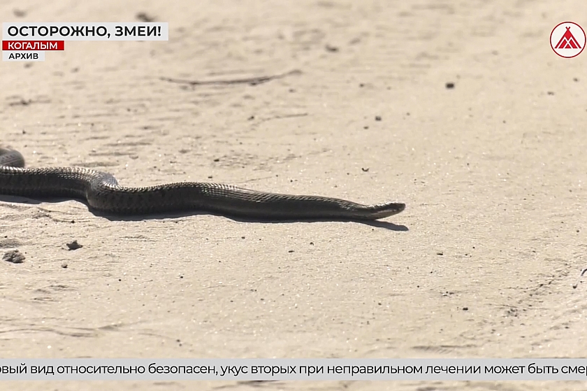 В Когалыме активизировались змеи: зафиксированы первые случаи