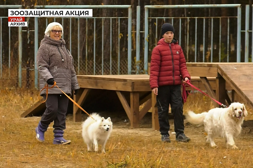 В Югре проходит зоозащитная акция «Погуляй-ка»