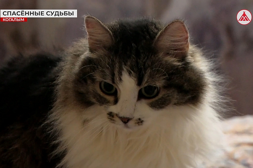 «Пример настоящей человечности»: журналисты ТРК «Инфосервис+» о визите в приют Галины Суховой