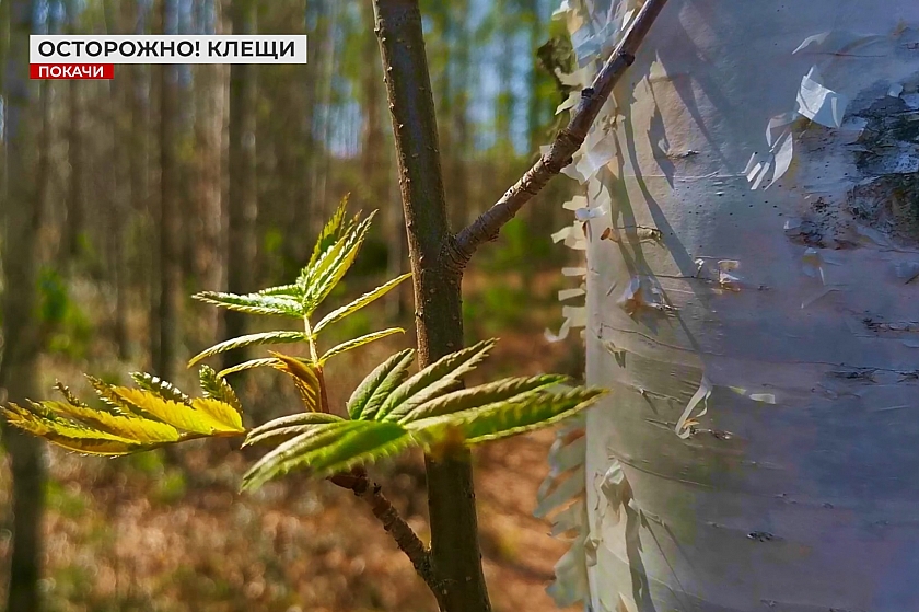 Осторожно! Начался сезон активности клещей