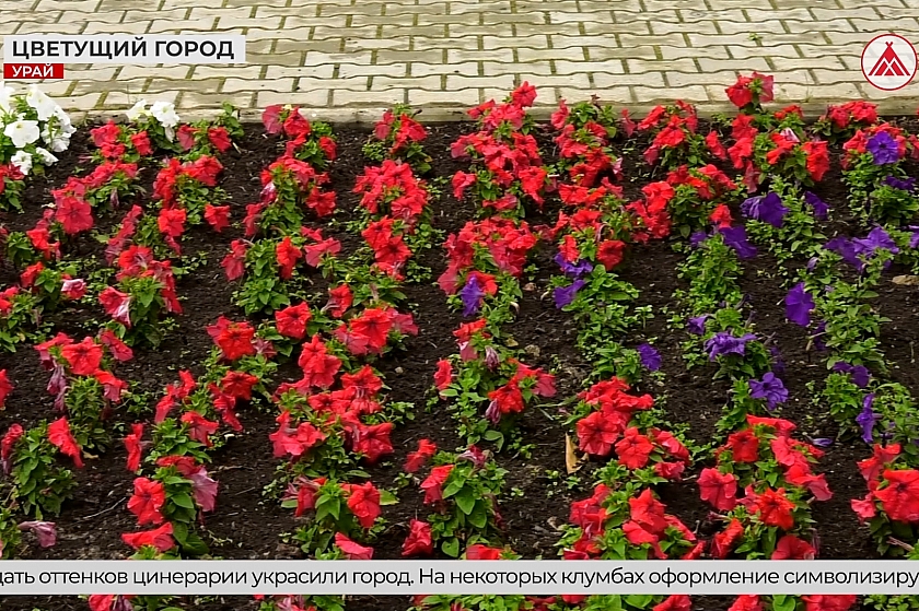 Цветы украсили улицы Урая