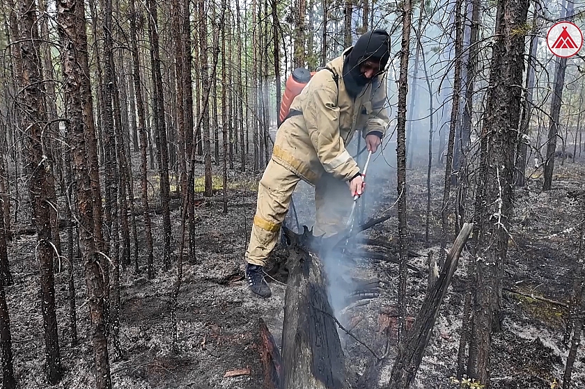 Пожар в лесополосе Покачей