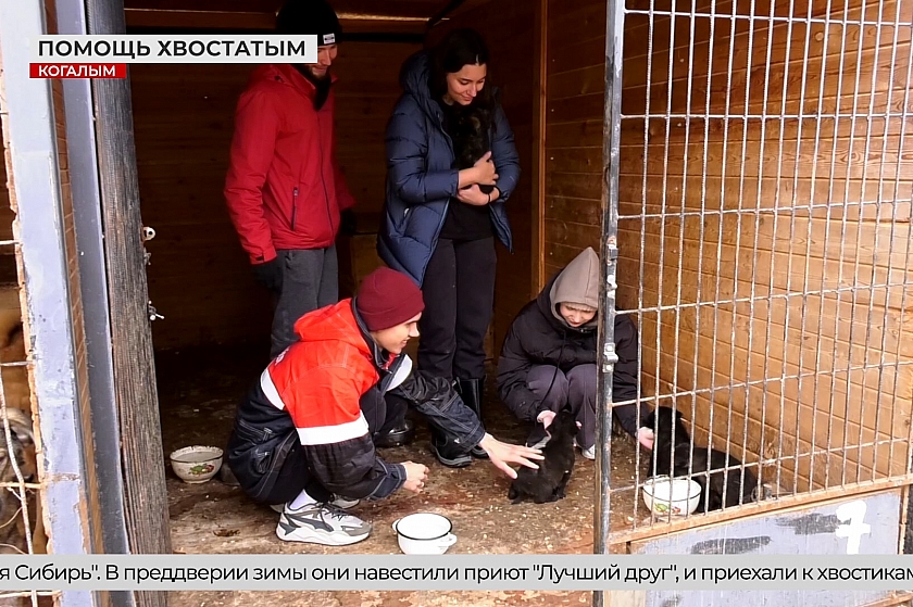 Поддержка бездомных животных в наших городах