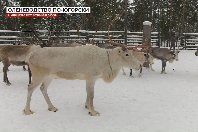 Оленеводство по-югорски, или Главное богатство северного народа 