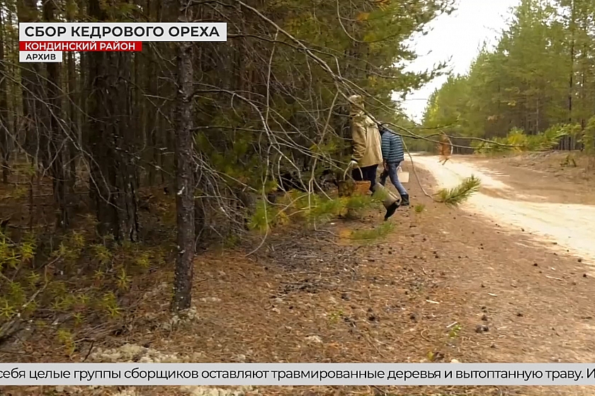 Нелегальный сбор кедровых шишек угрожает лесам Югры
