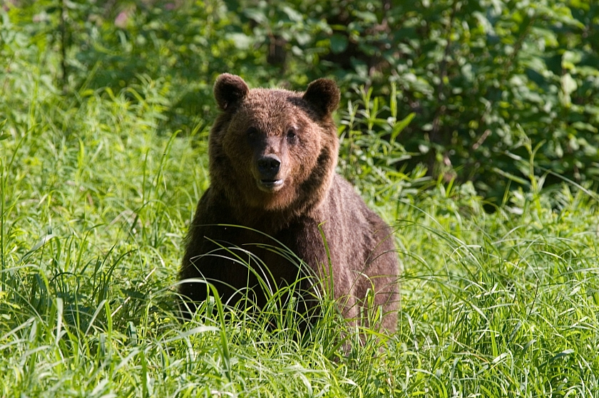 Нейросеть будет предупреждать югорчан о выходе лесных медведей