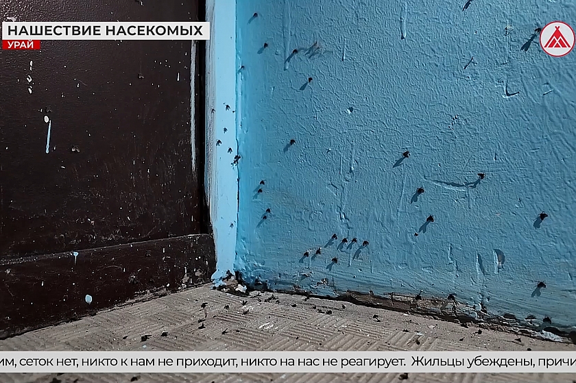 Нашествие мух на жилой дом в Урае