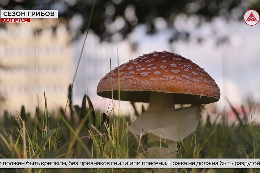В Югре стартовал сезон «тихой охоты»
