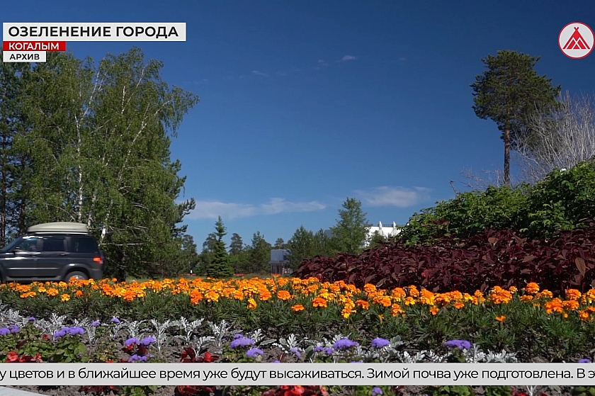В Когалыме продолжаются работы по озеленению города