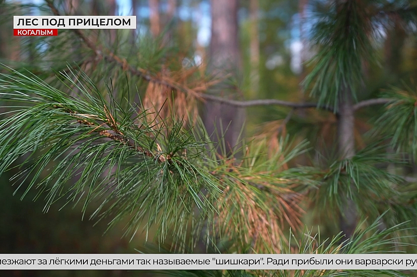 Шишкари орудуют в лесах Югры
