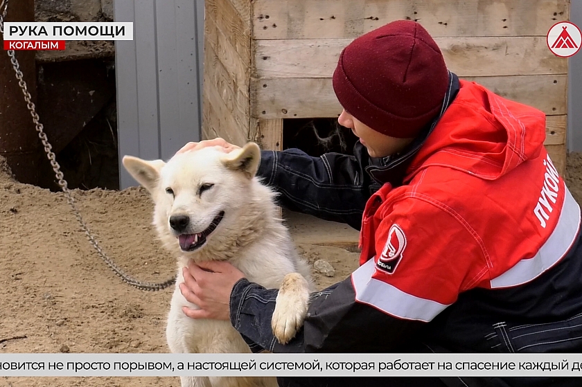 Бездомные животные - под опекой!