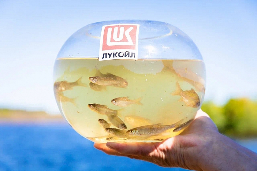 При поддержке ЛУКОЙЛа в реки Западной Сибири выпустили 11 миллионов мальков нельмы и муксуна
