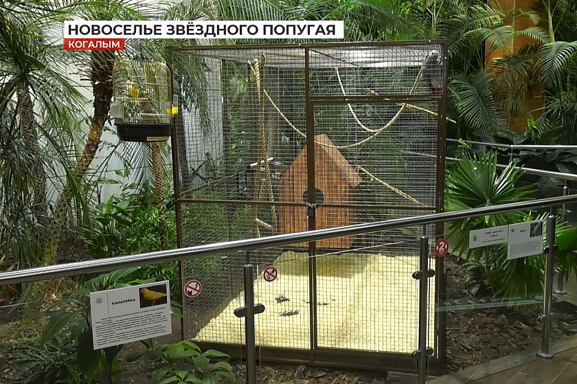 Попугай Кокос оранжереи «7 садов» в Когалыме переезжает в новый вольер