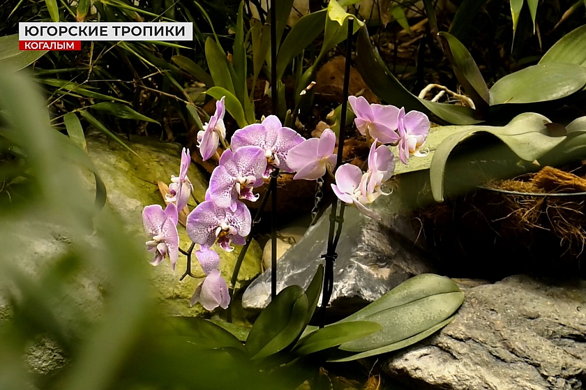 Новые обитатели оранжереи «7 садов» в Когалыме 