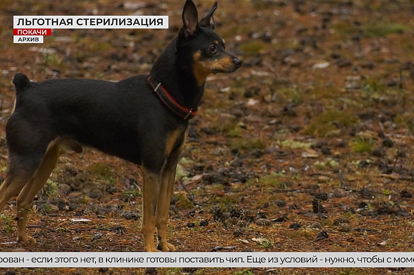 В Покачах можно бесплатно стерилизовать домашних животных
