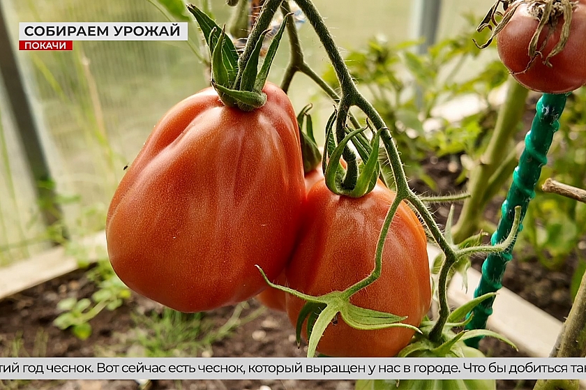 Богатый урожай Севера: садоводы Покачей удивляют разнообразием культур