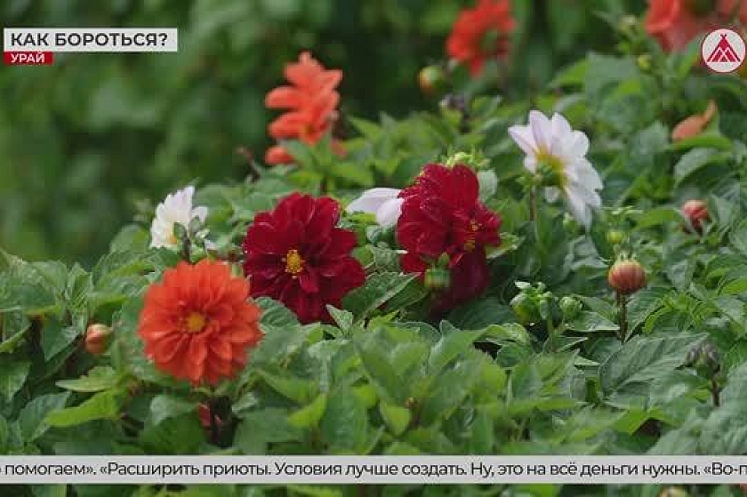Проблема бездомных животных в наших городах